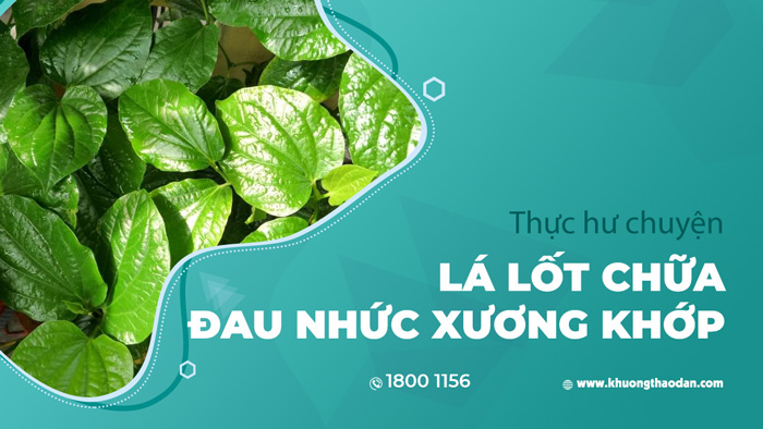 Chữa đau nhức xương khớp bằng la lốt - Đúng hay sai?