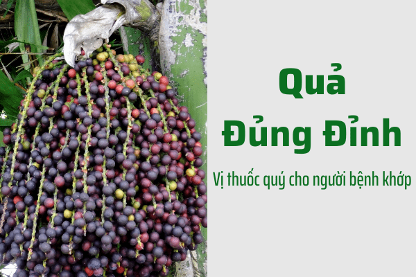 Phát hiện mới trong cây Đủng đỉnh giúp điều trị đau nhức xương khớp vượt trội.