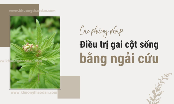 Cách chữa gai cột sống bằng ngải cứu hiệu quả, an toàn